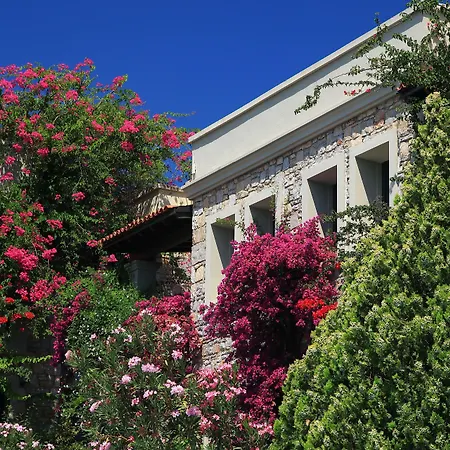 Отель Zeytinada 4*