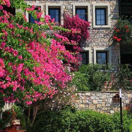 Отель Zeytinada 4*
